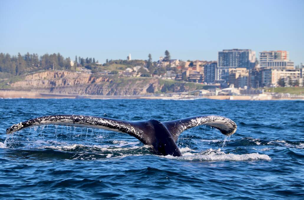 In our backyard: A whale off the coast of Newcastle. Picture: Dominic May