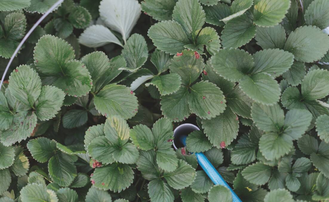 Food for all: Strawberry plants at Purple Pear. Picture: Myf Garven