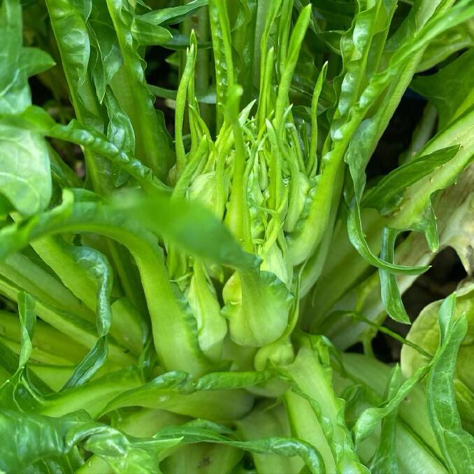 Thing of beauty: Puntarelle chicory from Newcastle Greens.