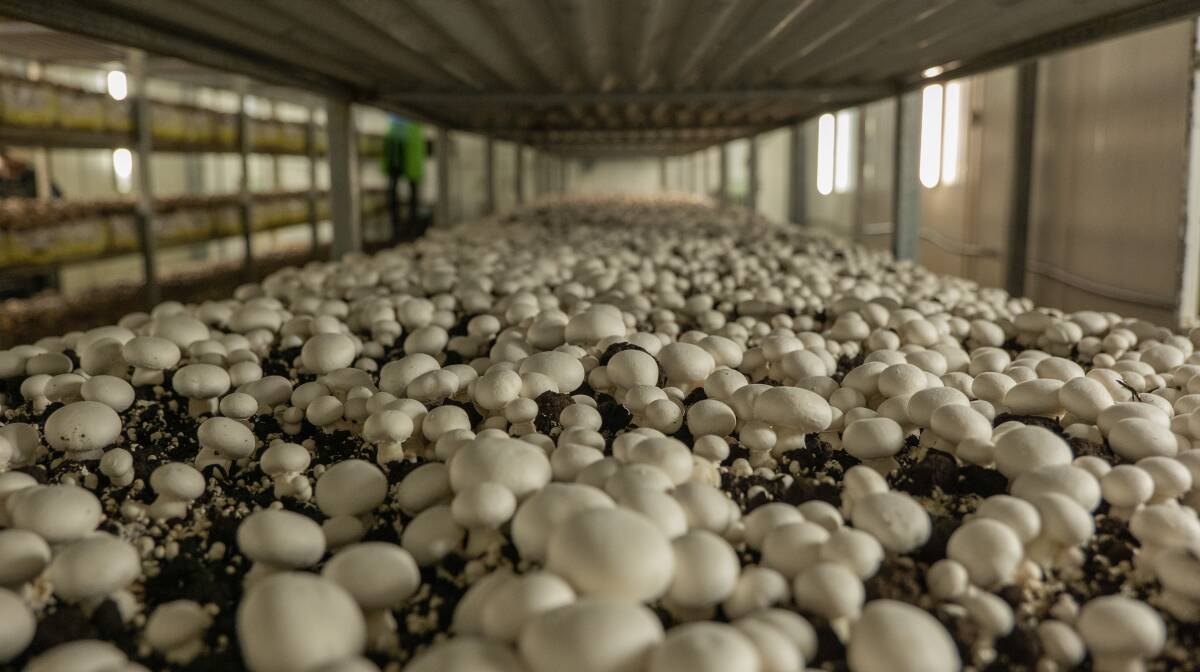 Fungi paradise: A growing at Margins Mushrooms in Woy Woy. Picture: Courtesy of Margin's Mushrooms