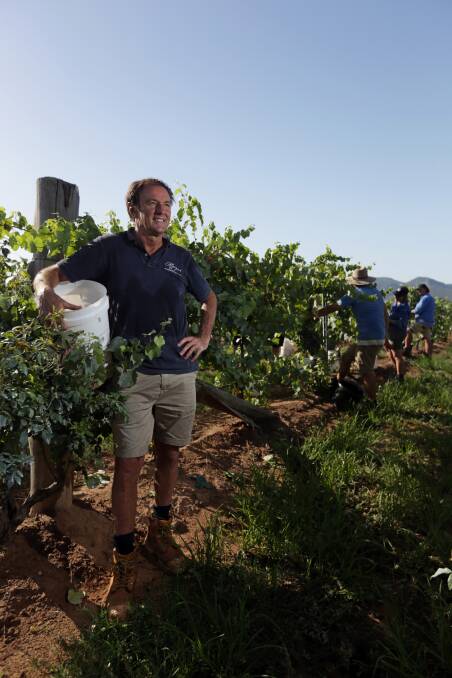 Happy place:  Vigneron and winemaker Andrew Margan on Wednesday during the pick of albarino grapes.  Picture: Simone De Peak