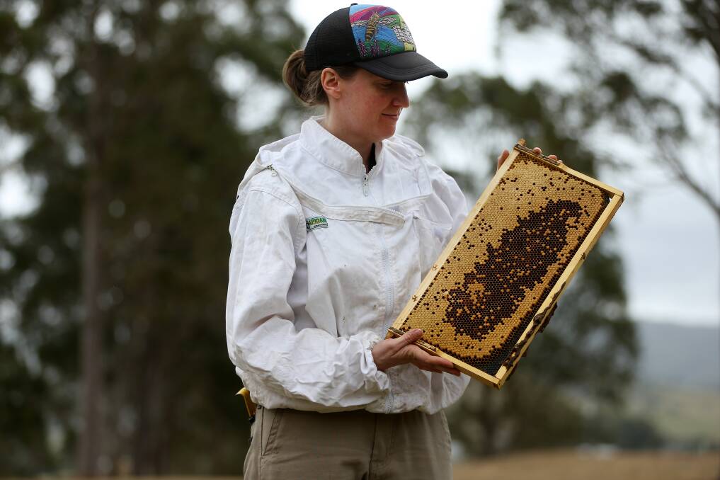 Bee keen: Honey expert Elizabeth Frost inspecting a frame.