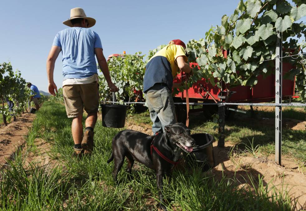 ALL HANDS ON DECK: Naomie Anderson with faithful pet companion Lilly hand picking at Margan Wines near Broke on Wednesday morning. Picture: Simone De Peak