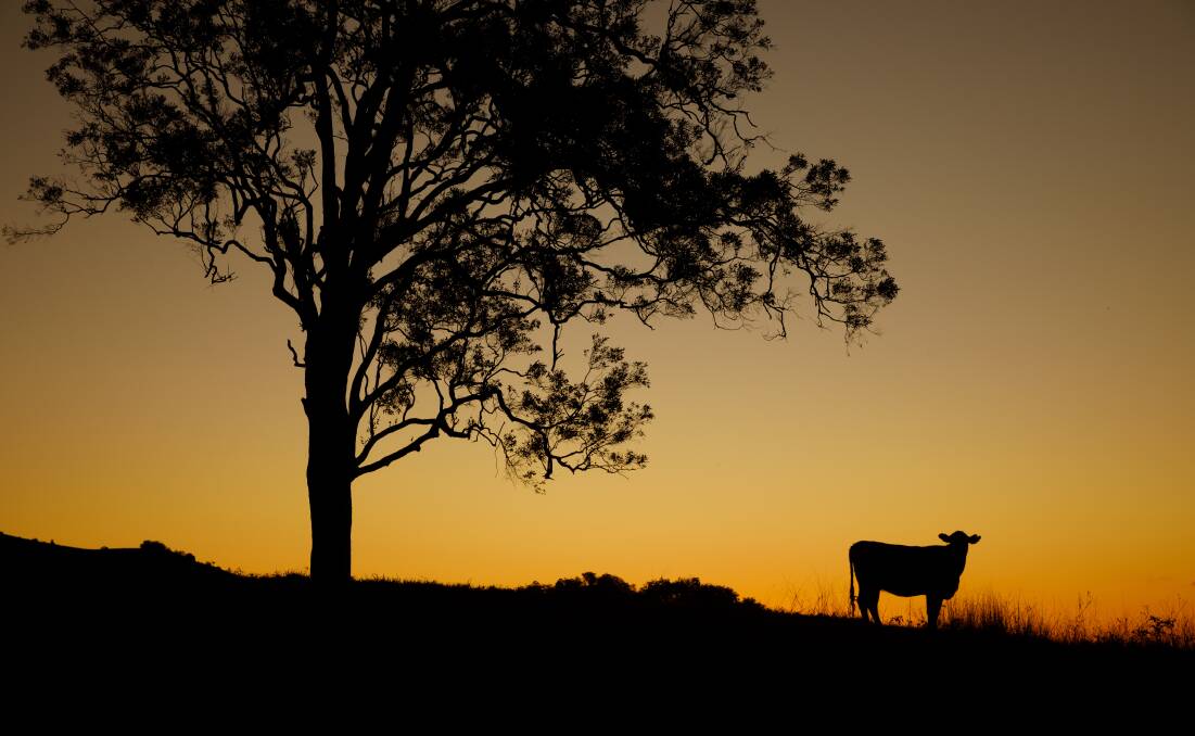 Wagyu country: Steve Binnie made the move to Wagyu breeding and Wagyu cattle five years ago. Picture: Max Mason-Hubers