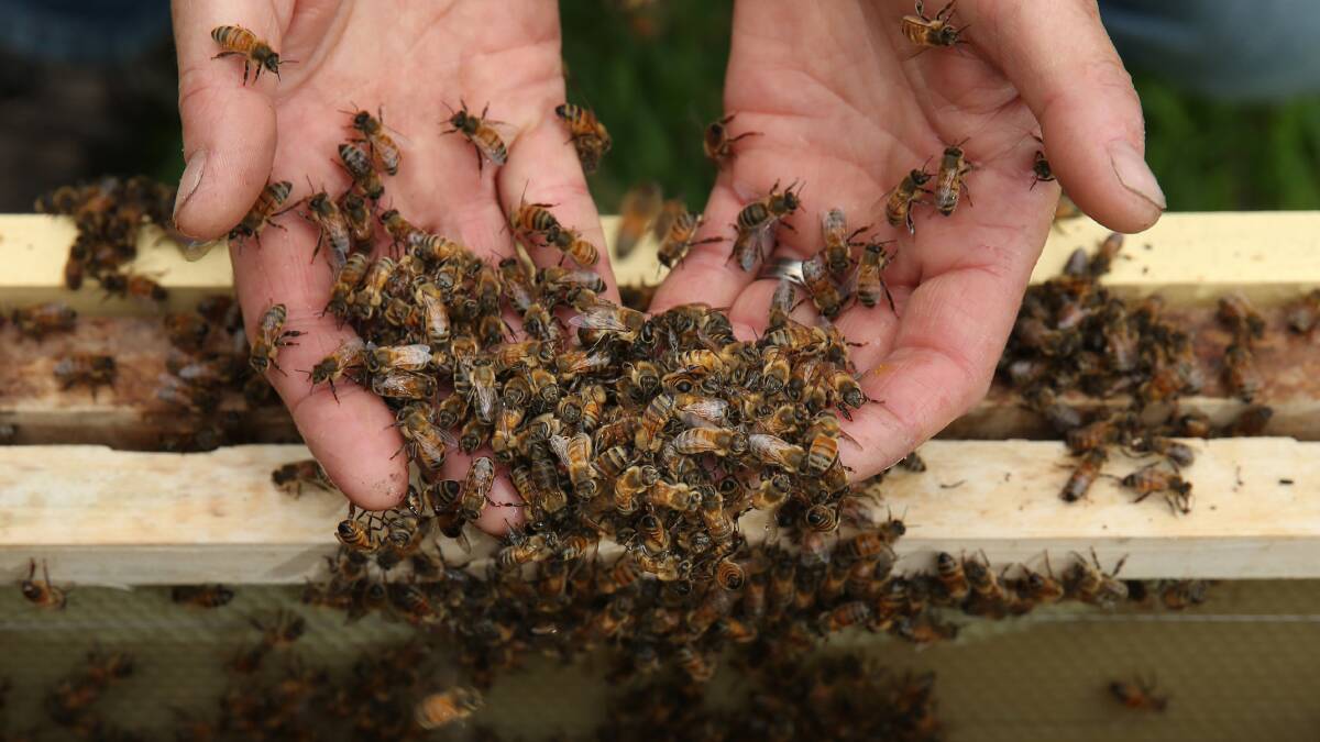 Sweet as: Honey bees in the hands of Newcastle beekeeper Kelly Lees. Picture: Simone De Peak