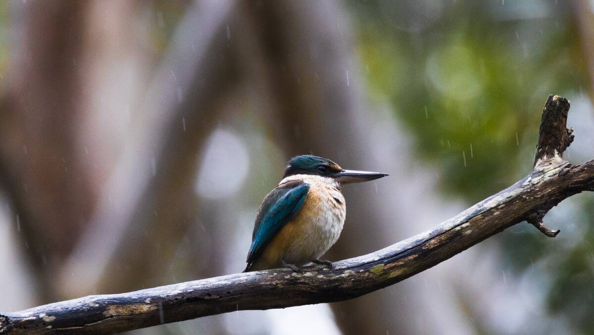 Kingfisher at Awabakal Nature Reserve, Dudley, NSW. Picture: Samuel Cooper 