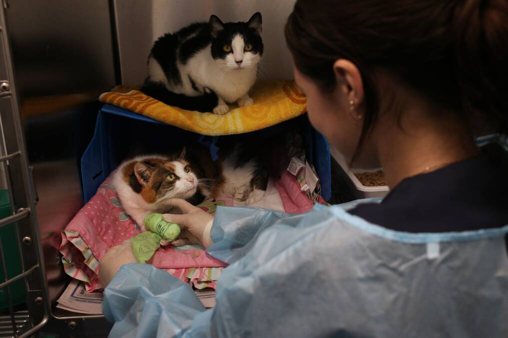 On the road to survival: Vet nurse Maddi Griggs looking over isolation patient Tigtig with cat flu and the IV fluid line. Picture: Simone De Peak