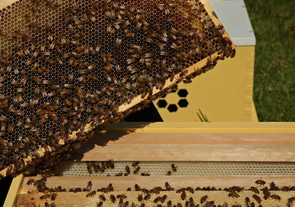 We are family: A single colony can have 50,000 to 80,000 bees with only one queen bee. Urban Hum focuses on single-origin honey from each colony.