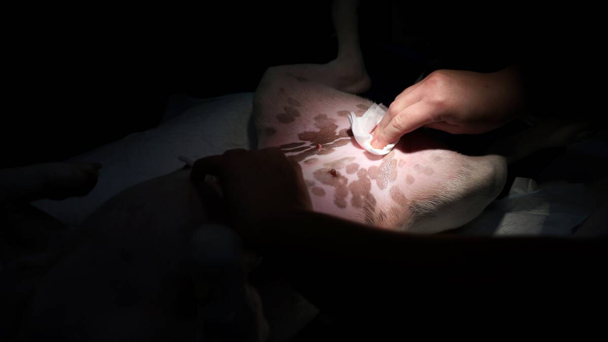 Surgery all day long: The hand of nurse Sally Clake sterilising the abdominal area of a dog before surgery.There are 13 vets on staff and 32 vet nurses. Picture: Simone De Peak