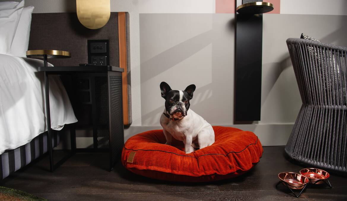 COZY COMFORT: Dogs like French bulldog Chuckles staying at QT Newcastle get their own bed and their own menu, which includes chef-prepared Steak Tartare and Puppycinos. Picture: Marina Neil