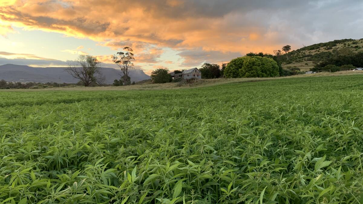 New Horizon: Hemp, as shown here on a farm in Tasmania, has been legal as a food product in Australia since November 2017.