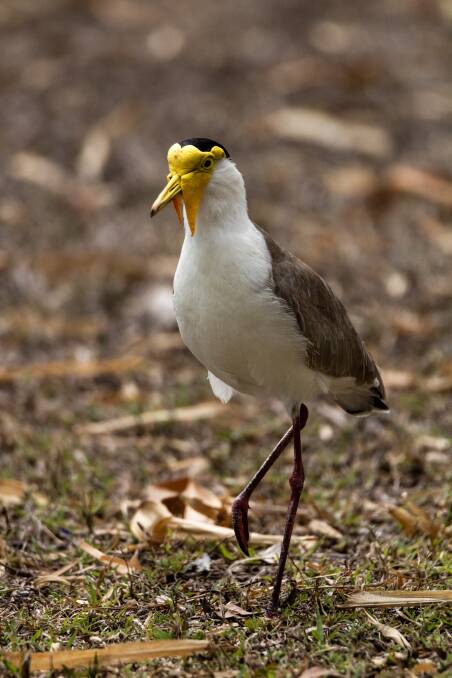 Masked Lapwing. Picture: Samuel Cooper
