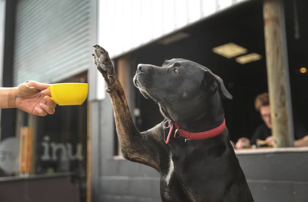 Bear, the three-legged dog at Cafe Inu: "He's been working here, flat out, for eight years every day." Picture: Marina Neil