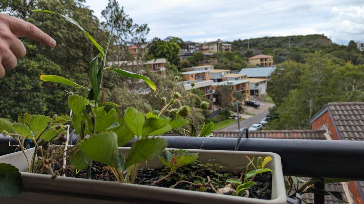 Strawberries sprout from a planter on Josh Pryor's verandah on Nesca Parade.