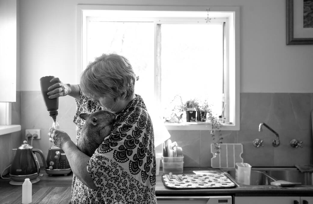 Work is never done: Wildlife rescuer Judith Hopper of Millfield in her kitchen, preparing formula, as she holds Bill'san the wombat. Pictures: Marina Neil