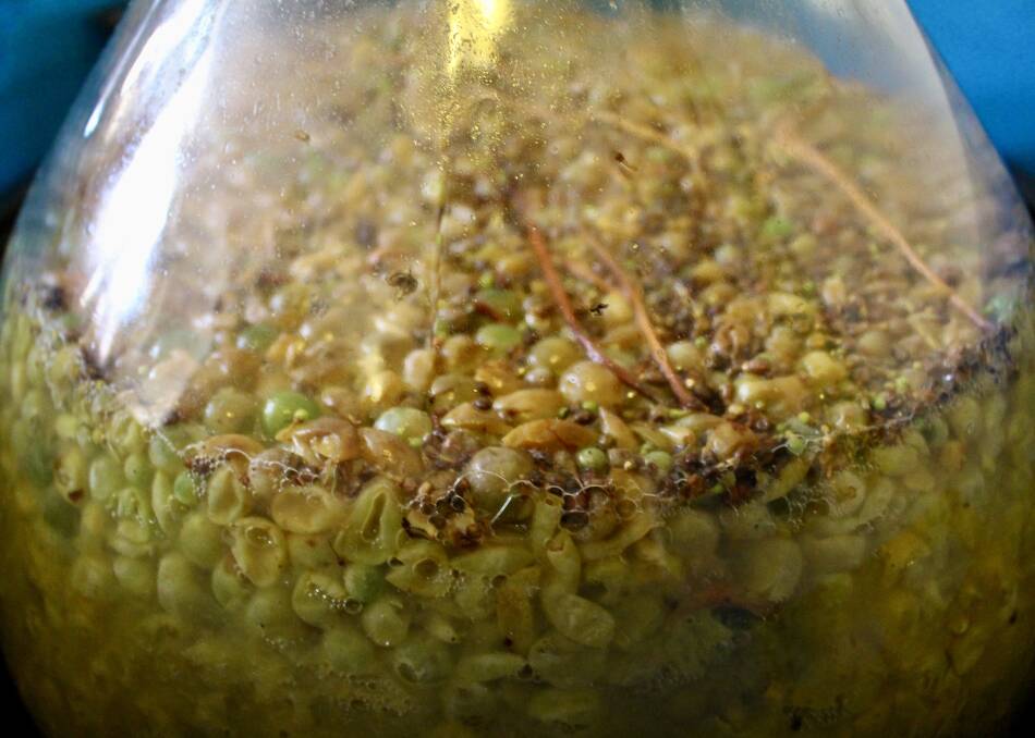 Up close: Semillon fermenting on skins in a demi-jonn.