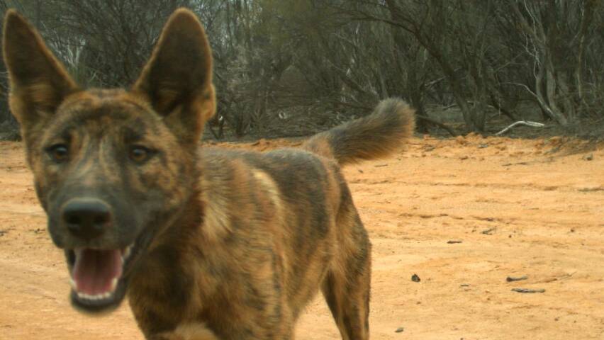 There was also evidence collated showing that dingoes prey on cats and foxes. Photo: supplied
