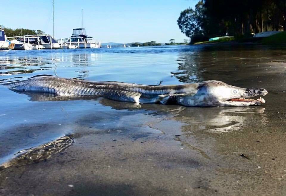 MYSTERY SOLVED: A pike eel photographed near the Swansea boat ramp sent ripples through social media. Picture: Robert Tyndall.