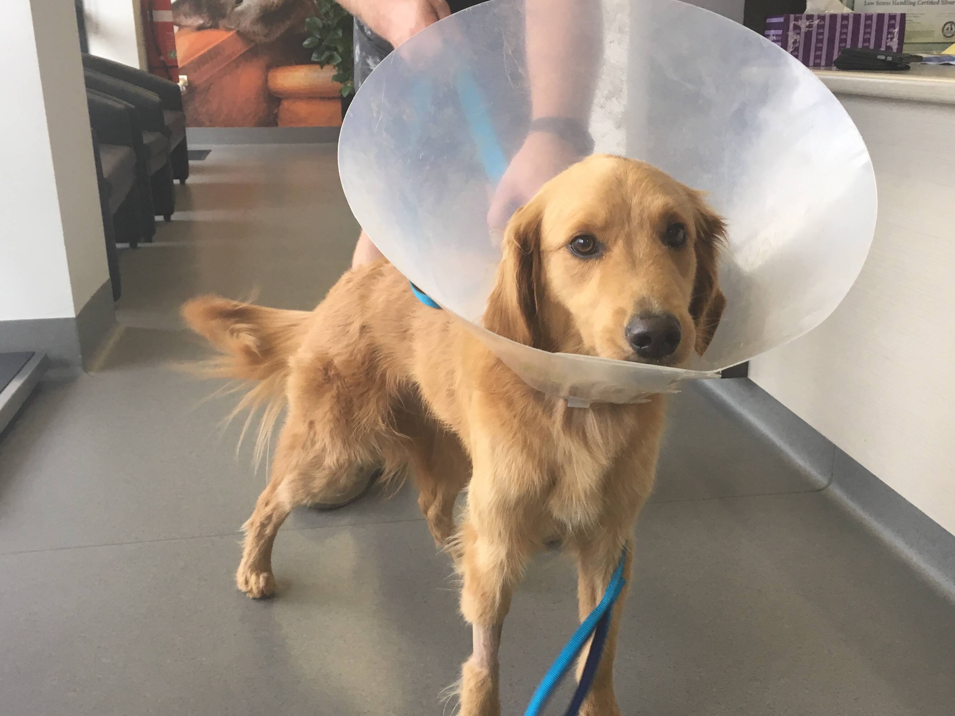 Golden retriever needs surgery after swallowing skewers at family gathering Newcastle Herald Newcastle,