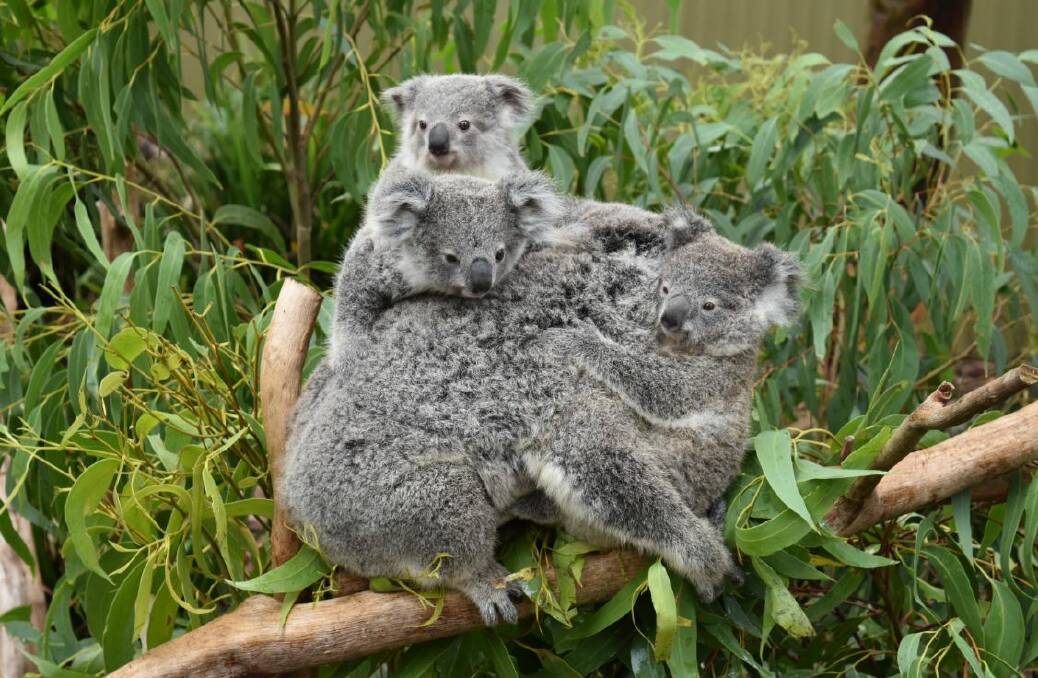 NAP TIME: Three baby koalas at the Australian Reptile park huddle with their snoozing mother, Jill, who has taken on the task of raising an unusually large family.