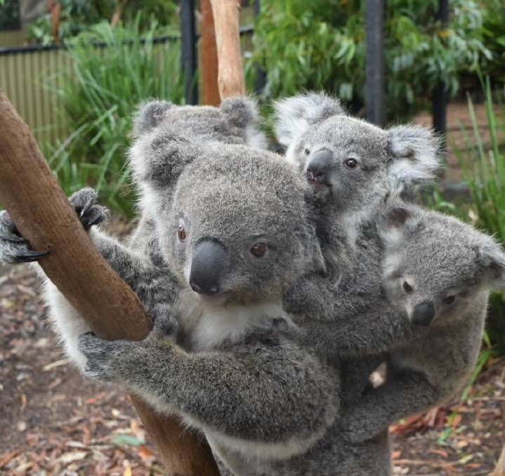 MOUTHS TO FEED: Jill, a koala at the Australian Reptile Park, climbs a tree carrying her joey and two foster babies. Each baby koala weighs about a kilogram, and the three of them add up to half their mother's body weight.