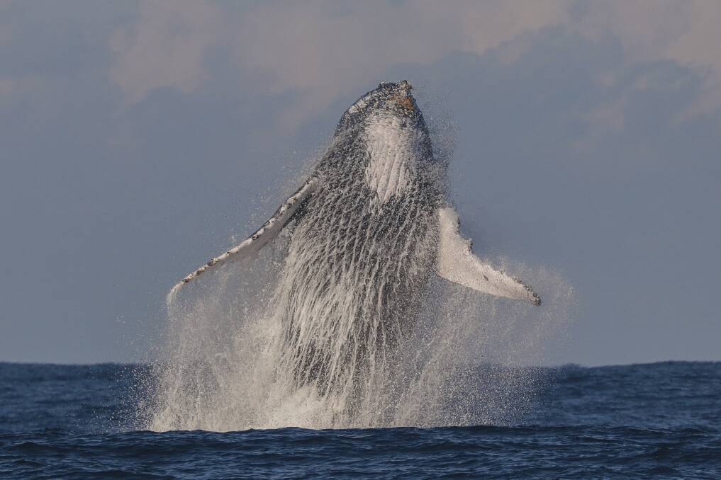 Air time: A whale breaches, much to the delight of onlookers. Picture: Lisa Skelton