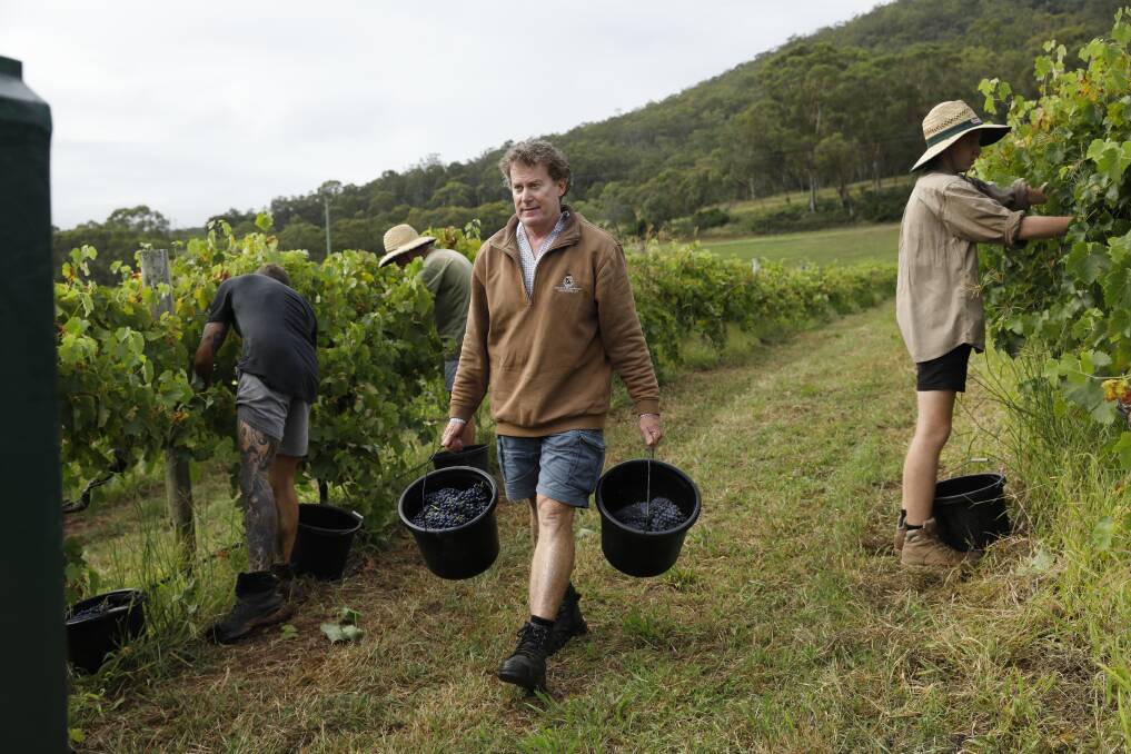 ALL HANDS ON DECK: Mount Pleasant vineyard manager Steve Ferguson helps harvest grapes from the "100th birthday" Old Paddock vines. Picture: Elfes Images 