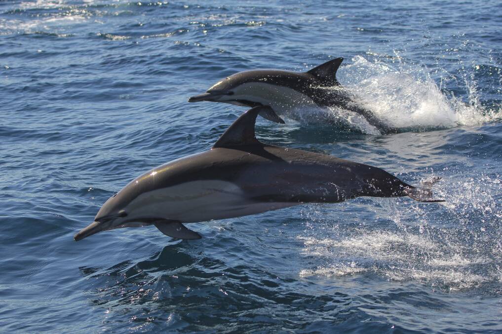 Fun: Playful dolphins say hello. Picture: Lisa Skelton