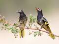 ON SONG: A male regent honeyeater sings to his mate in the Capertee Valley. Picture: Dean Ingwersen
