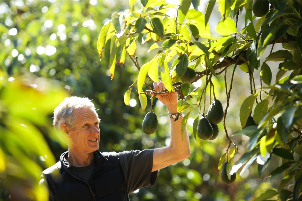 HAPPY DAYS: Ken Fletcher in his element at Bobs Farm Avocados. Picture: Jonathan Carroll