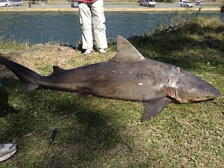 A bull shark caught in the lake around Eraring and Dora Creek in 2012. 