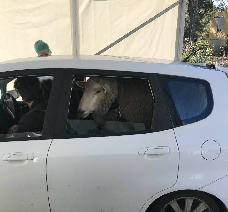 Not Sheepish: Louie the sheep gave nurses a boost at the COVID-19 drive-through at Belmont. 