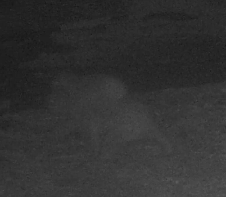 The koala joey on its mum's back at night. 