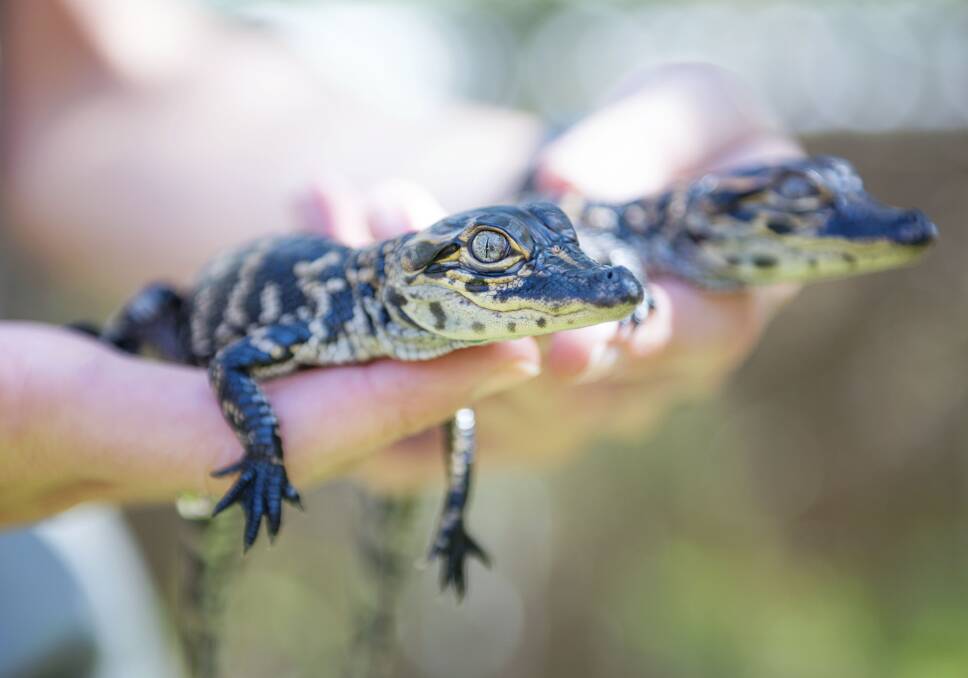 Baby alligators at the Australian Reptile Park are part of a "baby boom" at the park. .  