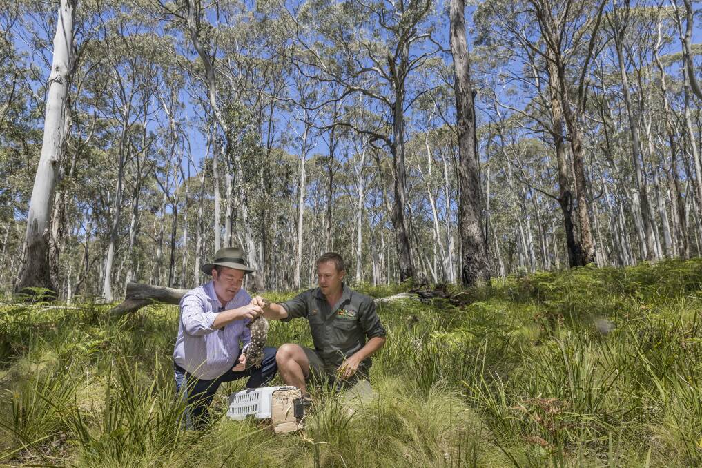 Conservation: Joe Thompson and Tim Faulkner releasing an eastern quoll at the opening of Aussie Ark's Barrington Wildlife Sanctuary. Picture: David Stowe 