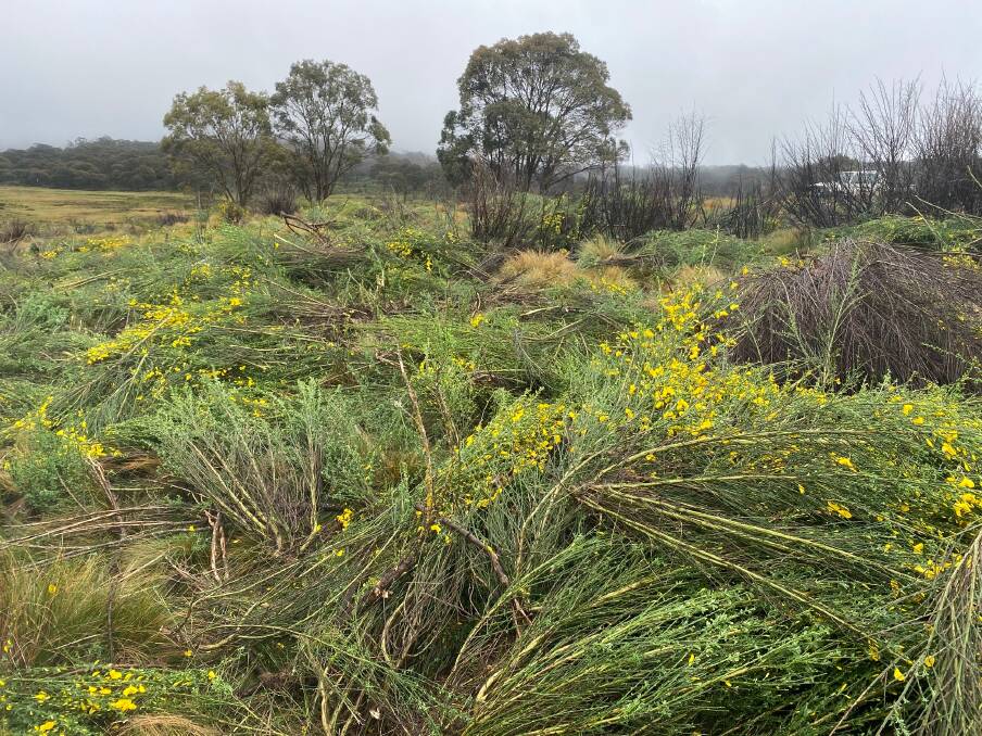 Hard Work: Piles of scotch broom removed by volunteers in Barrington Tops. Picture: National Parks 