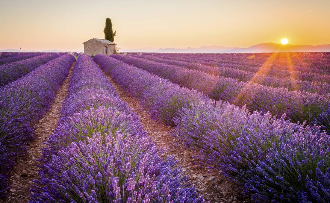 In Bloom: A lavender field in France. The flower is used to make "essential oils".   