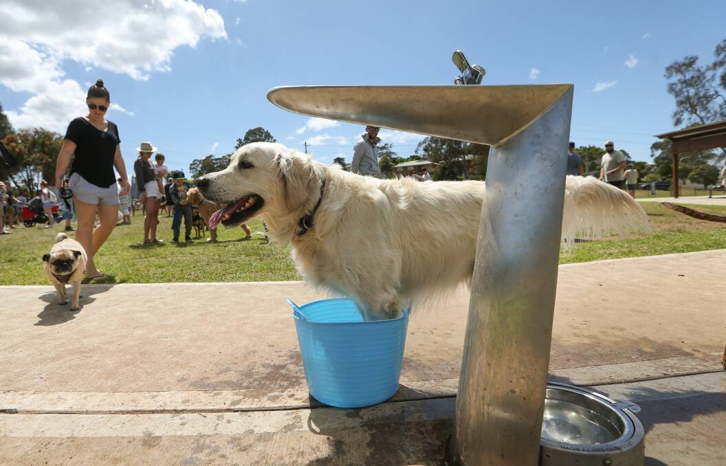 Cooling Off: A dog enjoying life at North Lambton. Picture: Marina Neil 