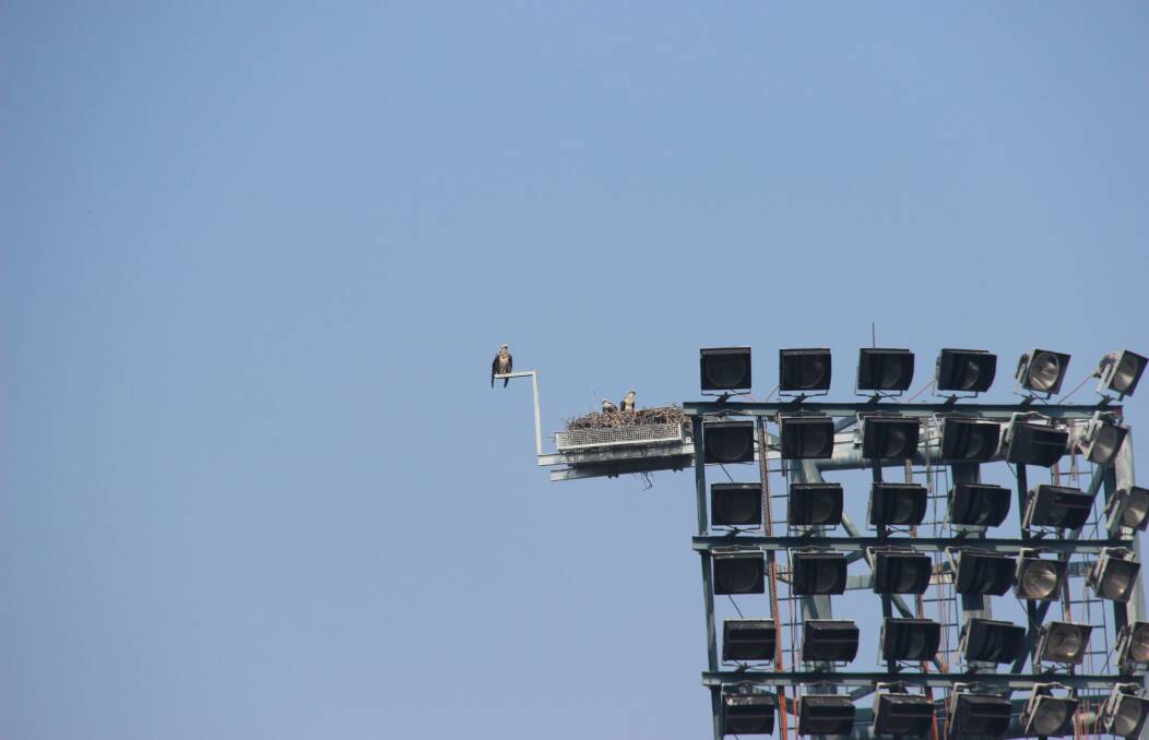Rare Birds: Two new osprey chicks have hatched in a nest at Central Coast Stadium. 