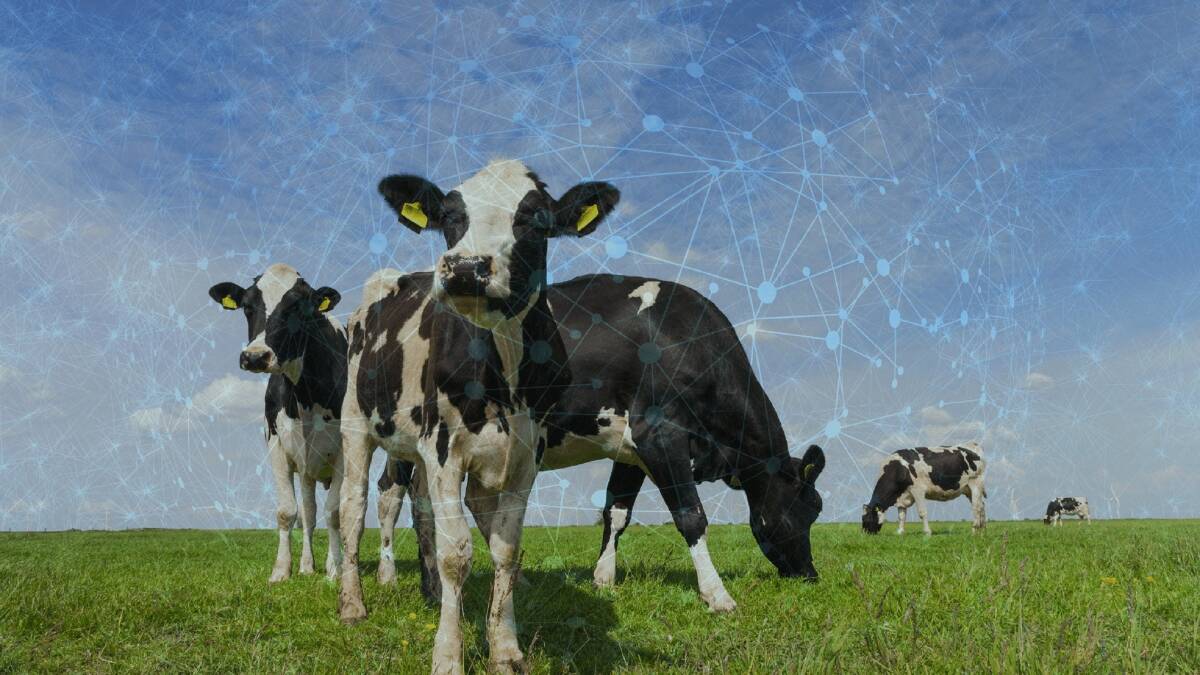 Holy Cow: 5G technology is being used to monitor the health of cows, with collars that track eating and sleeping patterns and day-to-day health. Image: Forsythes Technology 