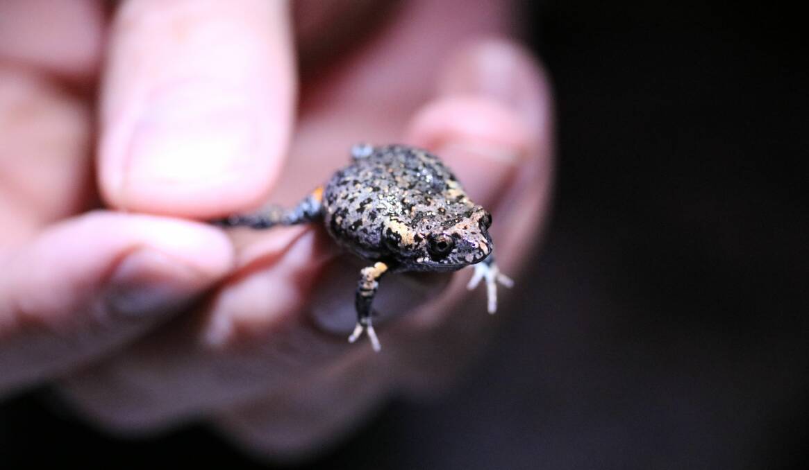Rare: Mahony's toadlet was discovered near Newcastle Airport in 2016. Picture: University of Newcastle 