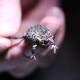 Rare: Mahony's toadlet was discovered near Newcastle Airport in 2016. Picture: University of Newcastle 