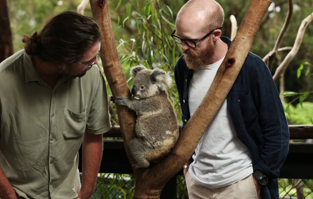University of Newcastle researchers Dr Ryan Witt and Dr Lachlan Howell, pictured at the Australian Reptile Park, have released research aimed at saving koalas from extinction. Picture: Simone De Peak 