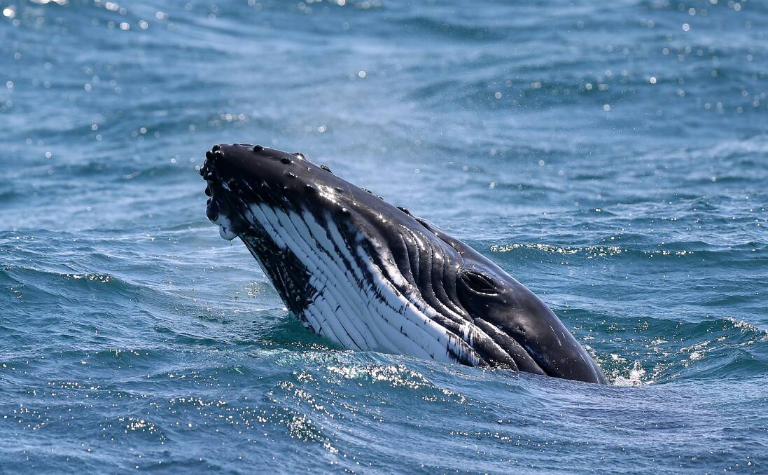 Eye Eye: A whale off Port Stephens. Pictures: Peter Lorimer 