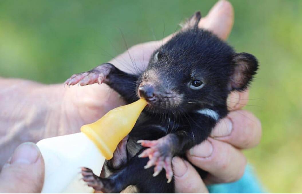 A baby Tasmanian devil at the Australian Reptile Park.  