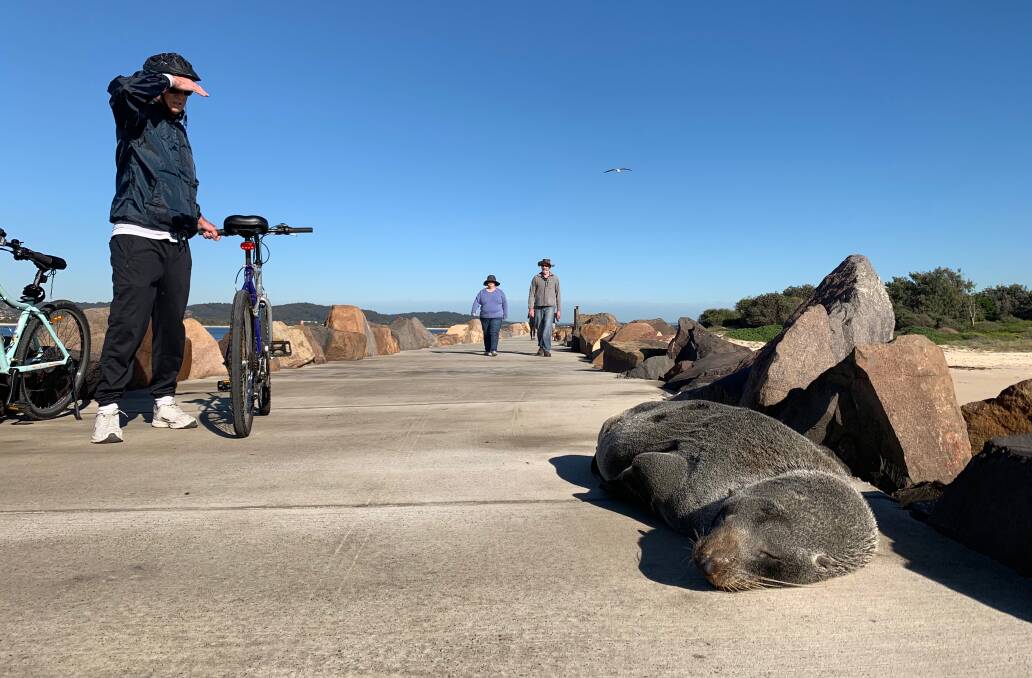 The seal on Blacksmiths breakwater. Picture: Alicia Nash 