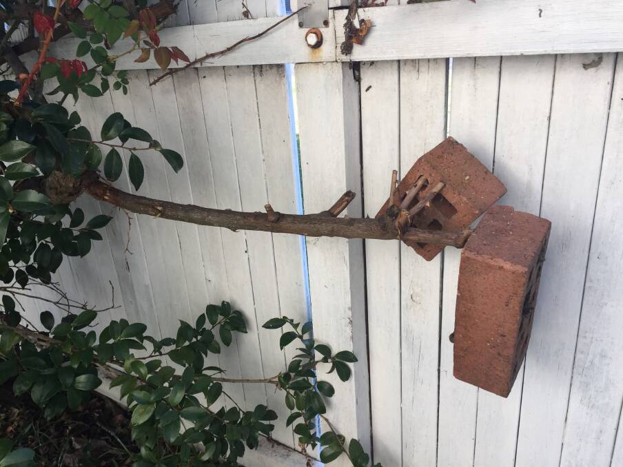 Brick by Brick: Need a rose bush trained? A couple of bricks should sort it. All we can say is, one day, tradies will rule the world.    