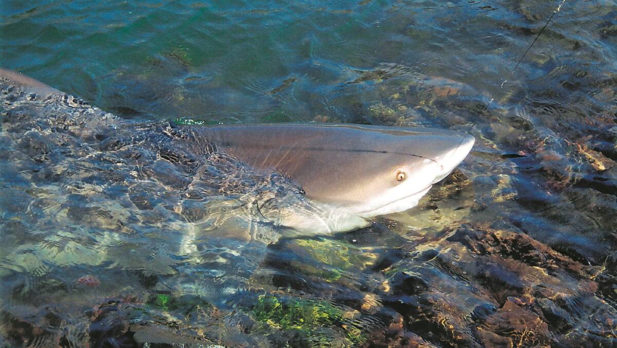 Wildlife: A bull shark caught in Eraring Power Station outlet canal in October 2012. Picture: Ray Bain 