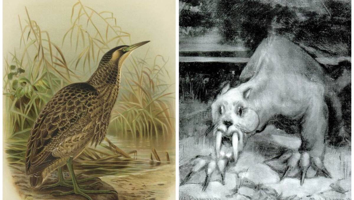 Illustrations of the Australasian bittern in 1888 and a bunyip in 1900. 