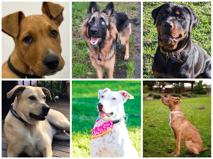 Good Dog: Available for adoption through Dog Rescue Newcastle (clockwise from top): Ace (mastiff cross), Glory (a blind shepherd), Luna (rottweiler), Kizzy (kelpie cross staffy), Bantie (staffy cross) and Bigoo (kelpie cross). 